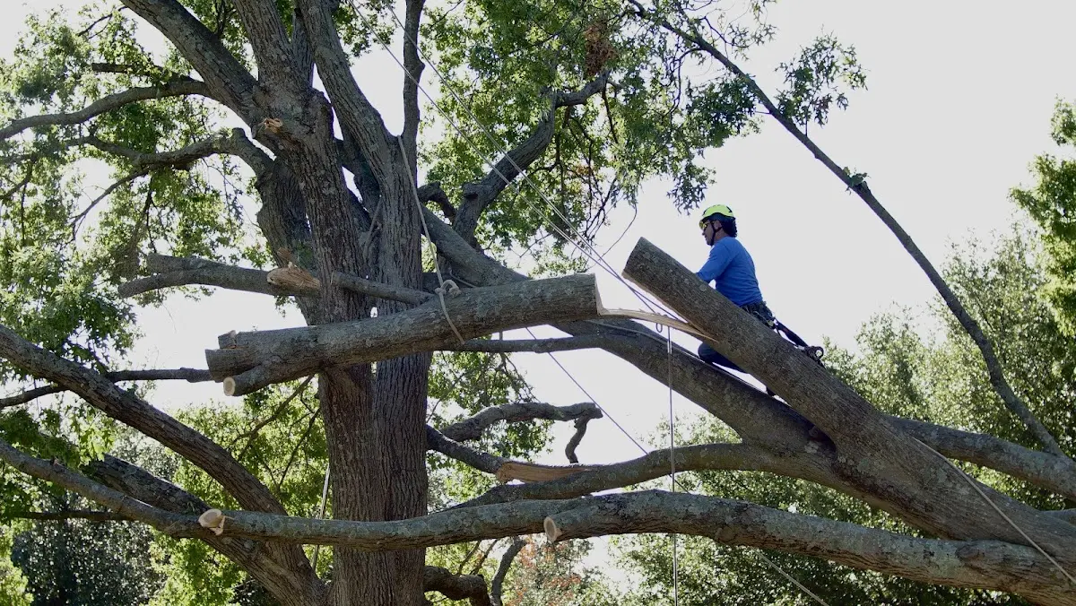 Professional Hazardous Tree Removal performed by certified arborists in Greenville