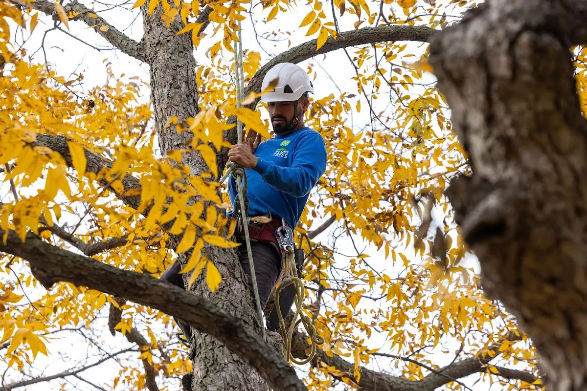 Skilled Tree Planting crew working in Greenville
