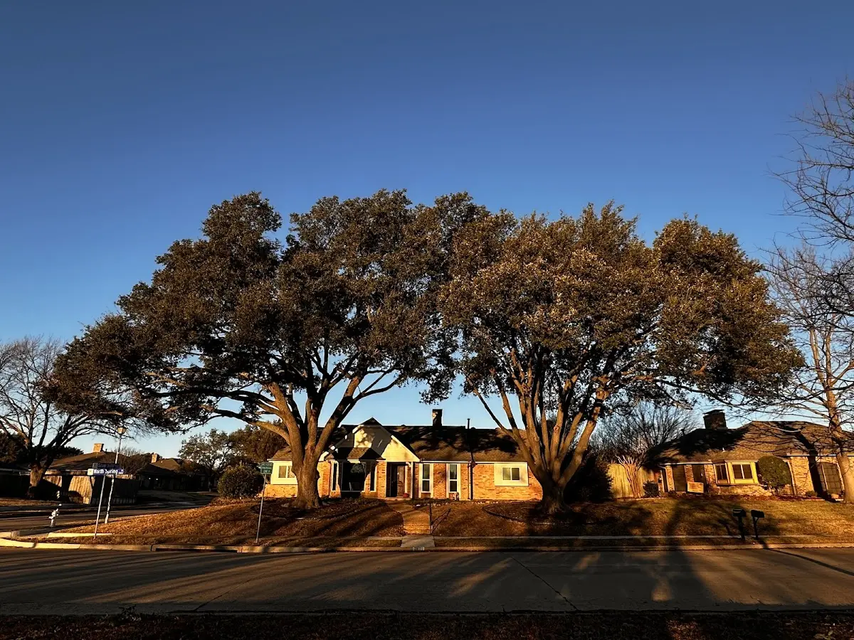 Established residential canopy tree shading a home in Greenville